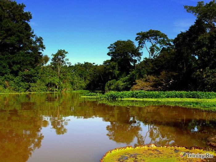 Фотоэкскурсия по нетронутым лесам Амазонки (36 фото)