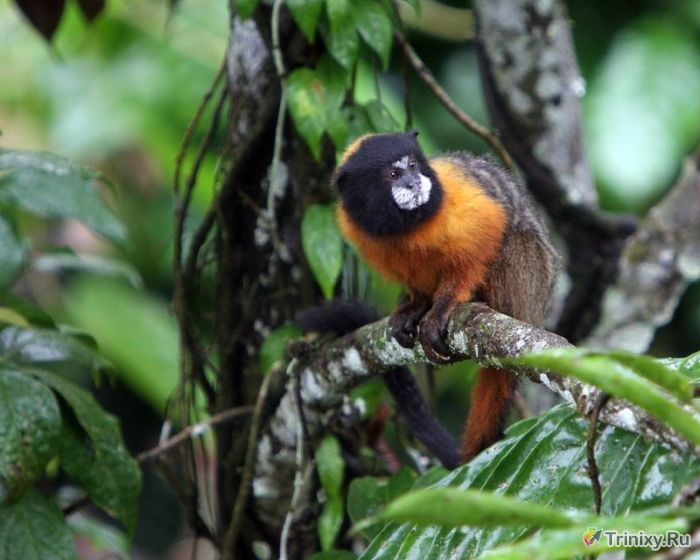 Фотоэкскурсия по нетронутым лесам Амазонки (36 фото)