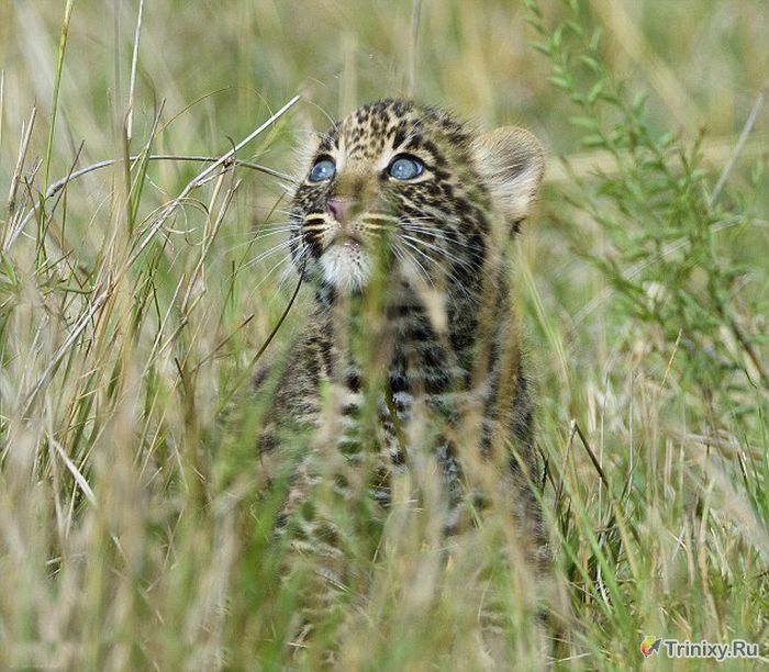 Позитивная история маленького леопарда (8 фото)