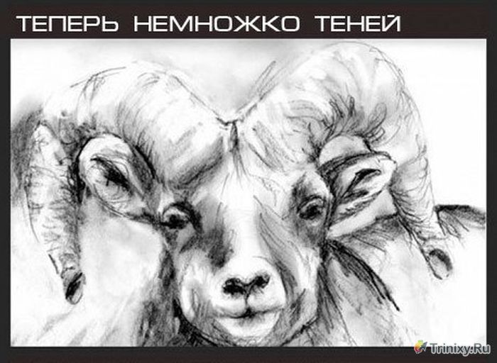 Учимся рисовать овцу (6 картинок)