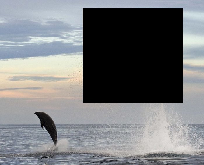 В погоне за дельфином (5 фото)