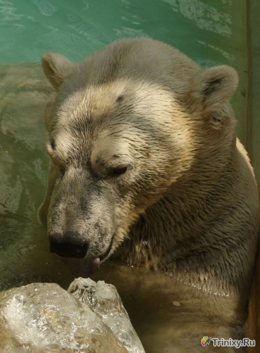 Как медведи спасаются от летней жары (8 фото)