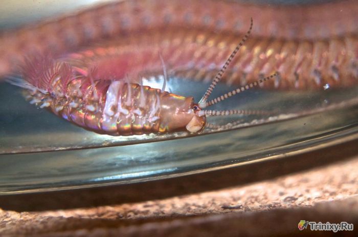 Необычный червь из домашнего аквариума (21 фото)