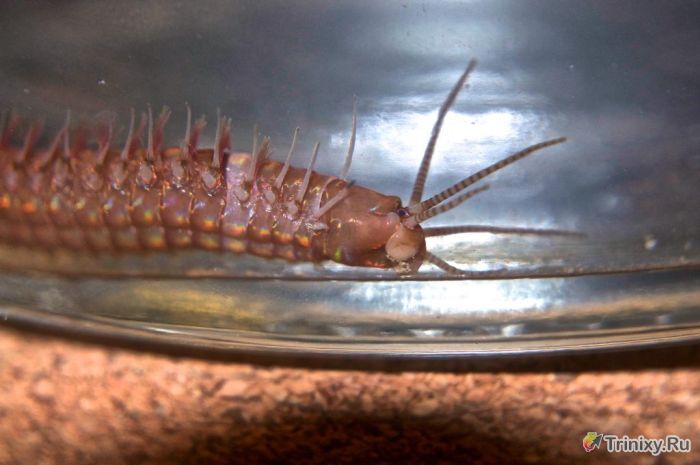 Необычный червь из домашнего аквариума (21 фото)