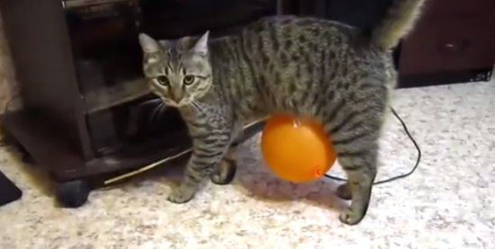 Котэ узнает основы электростатики