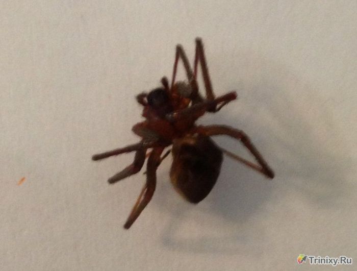 Последствия укуса коричневого паука-отшельника (12 фото)