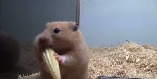 Запасливый хомяк и кукуруза