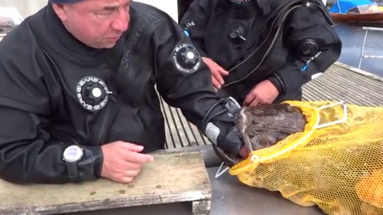 С морским чертом шутки плохи