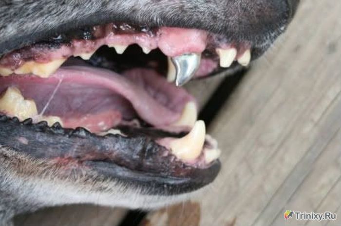 Титановые клыки для полицейских собак (7 фото)