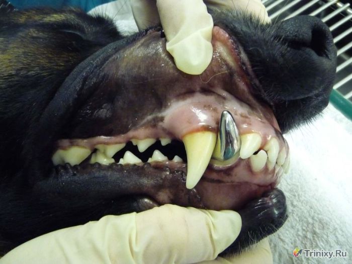 Титановые клыки для полицейских собак (7 фото)