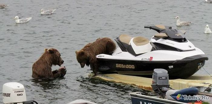 Медведь на водном мотоцикле (5 фото)