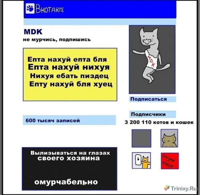 Коты в социальных сетях (8 картинок)