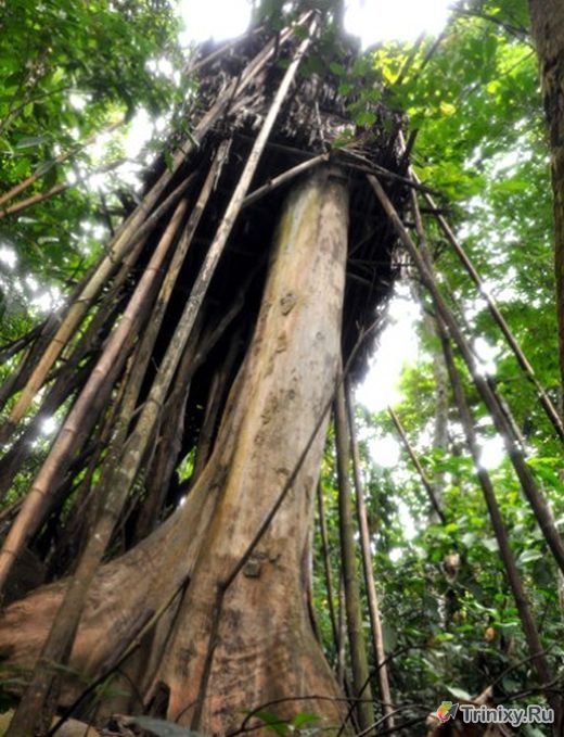 В джунглях обнаружили современного "Маугли" и его сына (8 фото + видео)