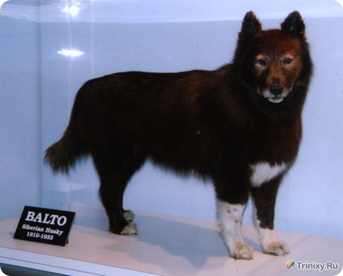 Правдивая история собаки Балто (6 фото + текст)