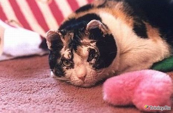 Трогательная история самоотверженной кошки Скарлетт (3 фото)