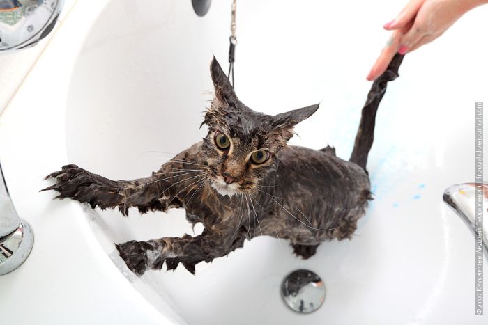 Инструкция: как с легкостью помыть своего кота (22 фото)