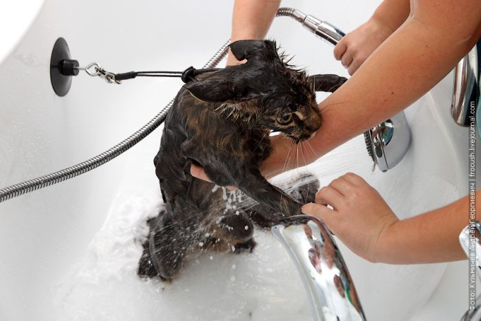 Инструкция: как с легкостью помыть своего кота (22 фото)
