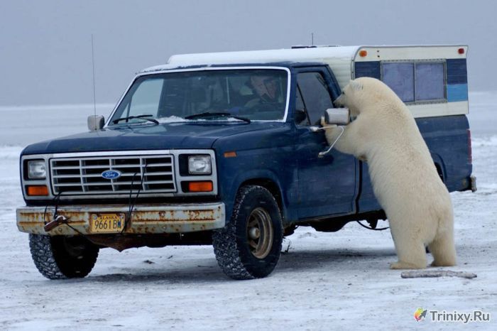 Белый медведь хотел погреться (14 фото)