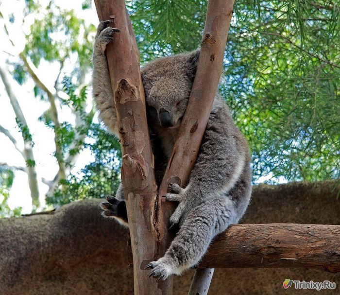 Необычные факты о коалах (16 фото)