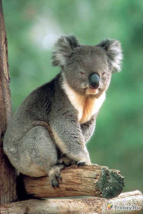 Необычные факты о коалах (16 фото)