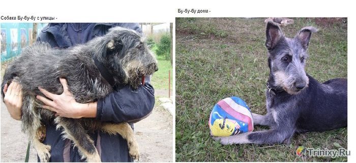 Трогательные перевоплощения бездомных животных (42 фото)
