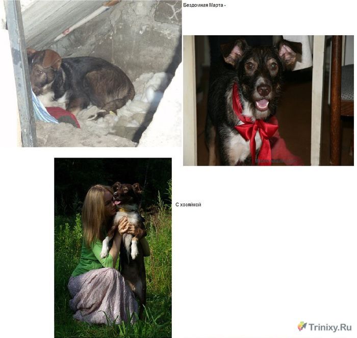Трогательные перевоплощения бездомных животных (42 фото)
