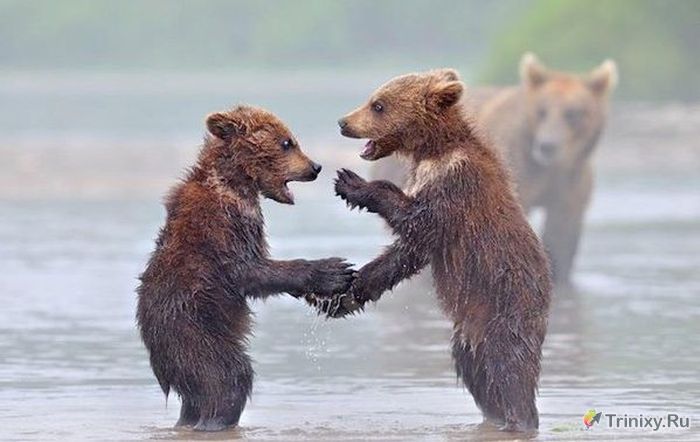 Познавательно о медведях (7 фото)