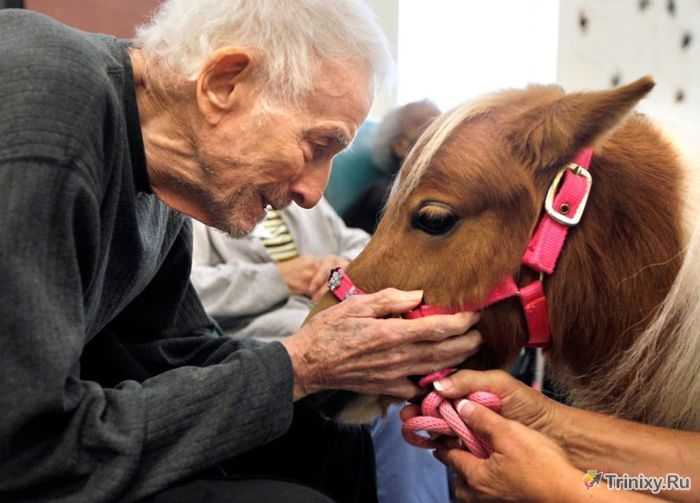 Животные, которые способны лечить людей (10 фото)