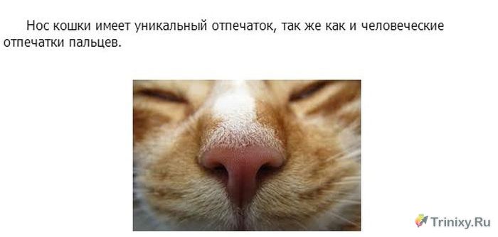 Познавательно о кошках (24 фото)