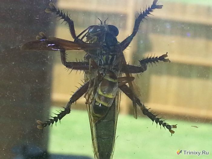Гигантская муха против осы (5 фото)