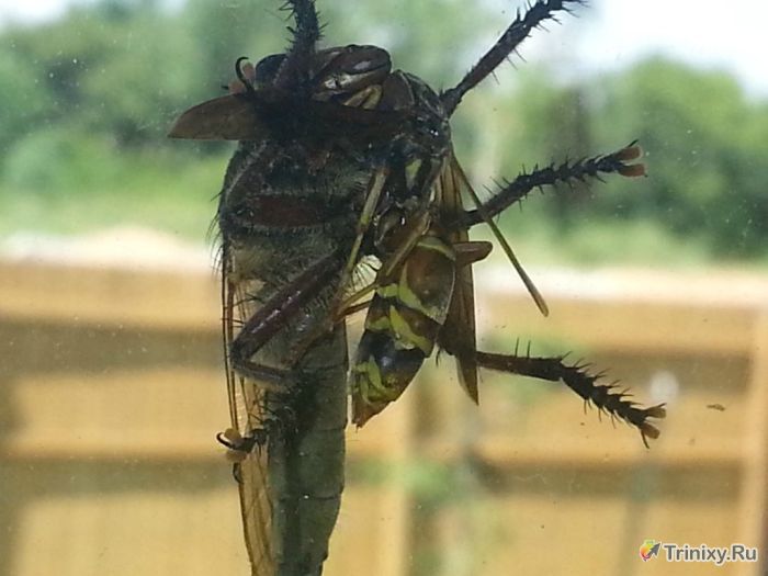 Гигантская муха против осы (5 фото)