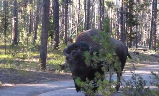 Неожиданная встреча в лесу...