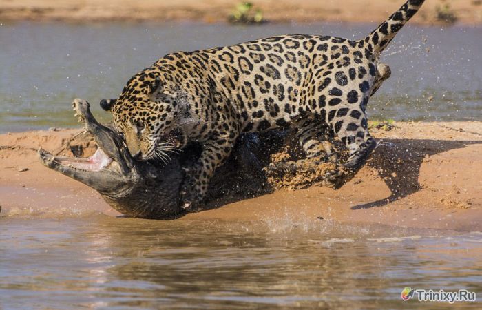 Необычная схватка ягуара и аллигатора (10 фото)