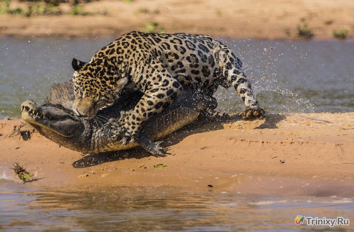 Необычная схватка ягуара и аллигатора (10 фото)