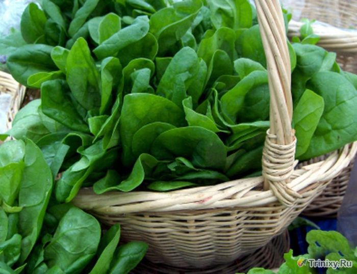 10 продуктов, которые необходимы организму осенью (10 фото) 10 продуктов, которые необходимы организму осенью (10 фото)