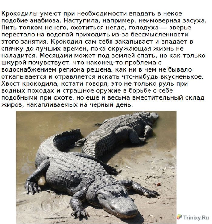 Интересно о крокодилах (15 фото)