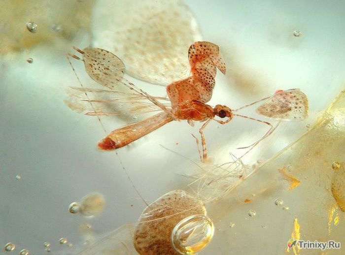 Доисторические насекомые, идеально сохранившиеся до наших дней (34 фото)