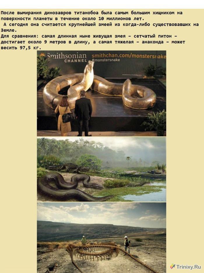 Факты о гигантской змее Титанобоа (5 картинок)