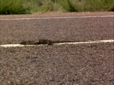 Забавный щенок хотел помочь ящерице на дороге (2.6 мб)