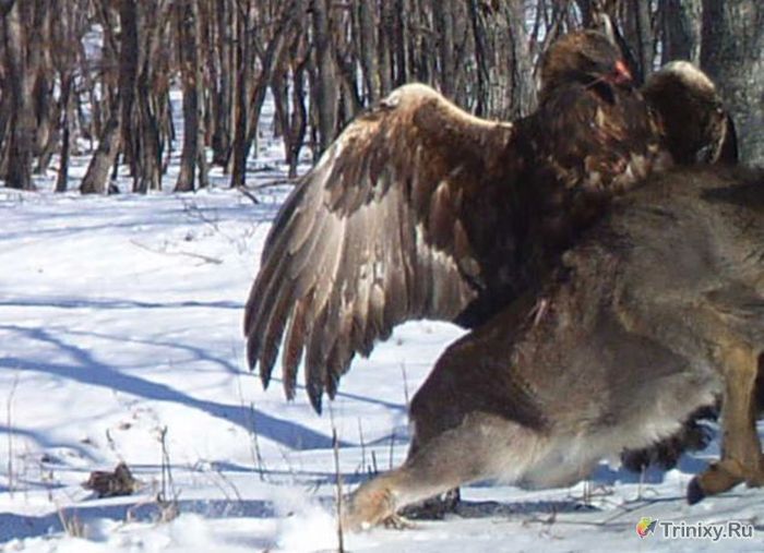 Хищный золотой орёл против оленя (7 фото)
