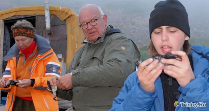 Кивиак - деликатес, который готовят инуиты в Гренландии (7 фото + видео)
