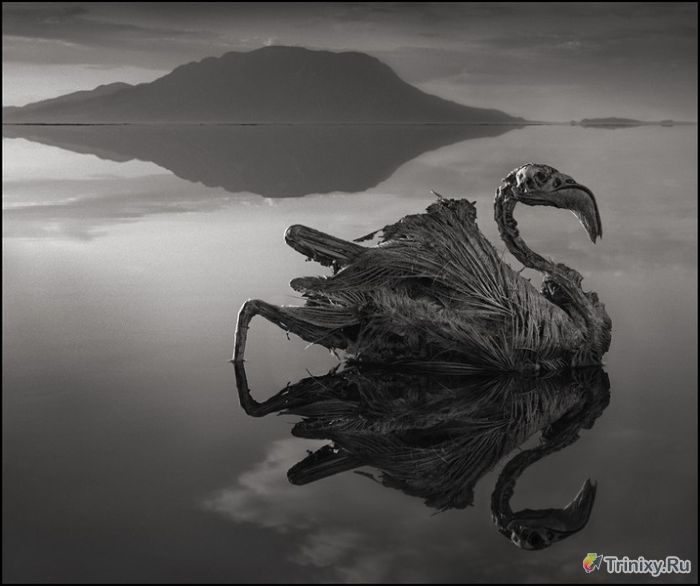 Озеро в Танзании, которое превращает животных в камень (7 фото)