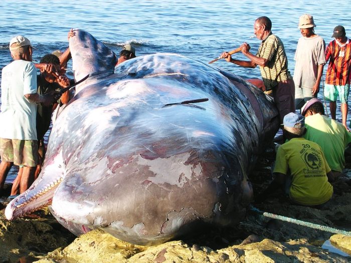 Жестокая охота на китов ради выживания (19 фото)