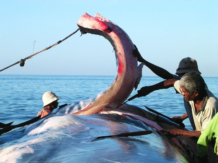 Жестокая охота на китов ради выживания (19 фото)