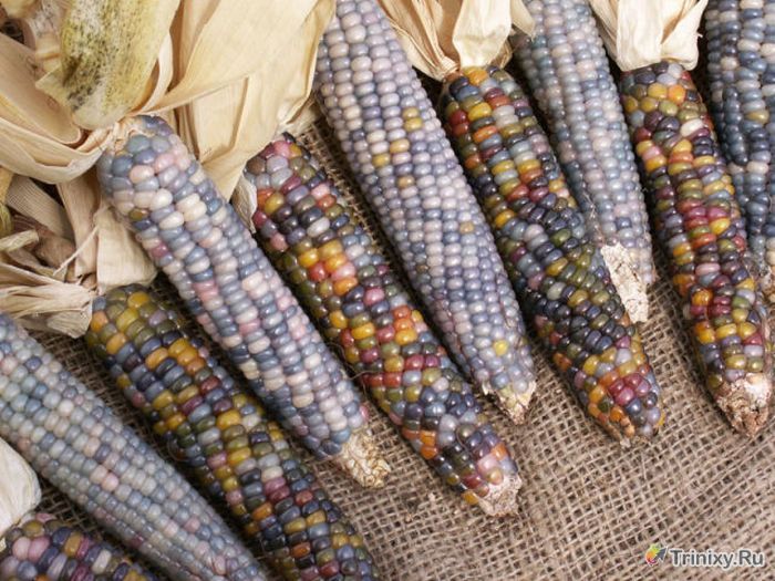 Необычный сорт кукурузы (11 фото)