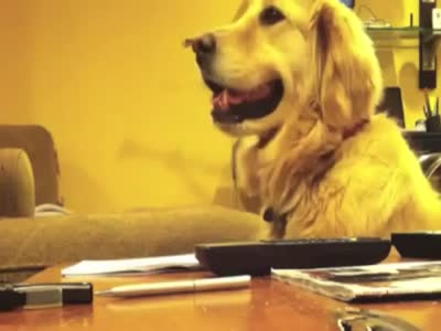 Собака-меломан наслаждается игрой на гитаре (3.5 мб)
