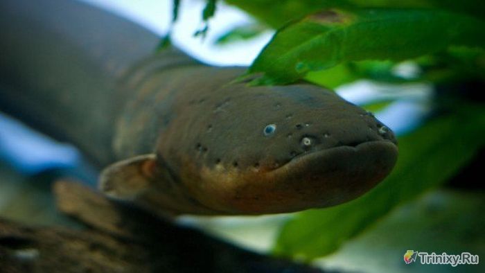 ТОП-10 самых жутких существ реки Амазонка (10 фото)