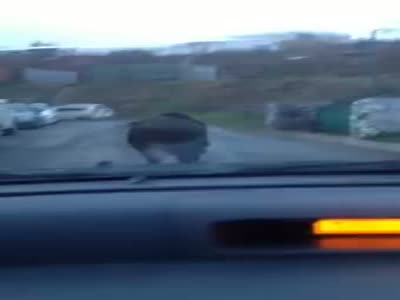 Эпическая бойня в центре города Находка: разъяренный кабан (2.2 мб)