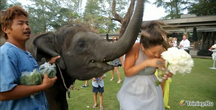 Свадебное фото со слоном пошло не по плану (7 фото)