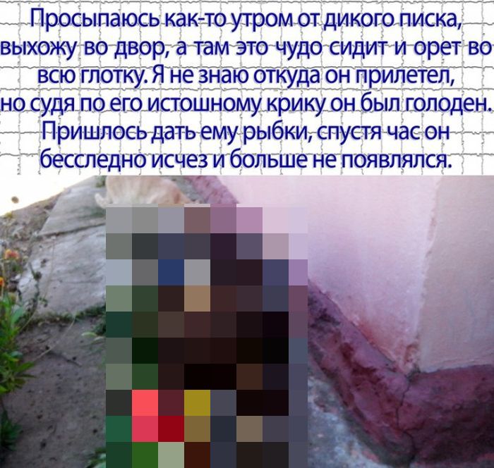 Неожиданный гость (4 фото)